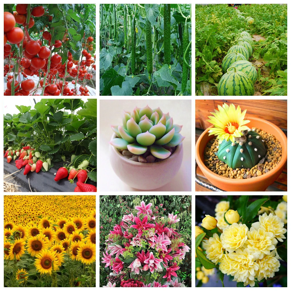flower & garden plant growth booster Flower & Garden Plant Growth Booster 5