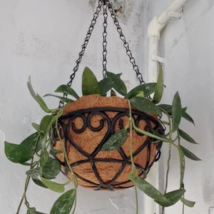 Coconut Coir Hanging Basket Planter with Iron Chain 1
