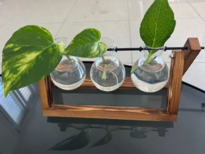 Indoor Plant Care 101: How to Keep Your Houseplants Thriving Naturally